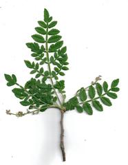 Bursera diversifolia