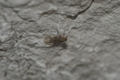 Melanoliarus placitus