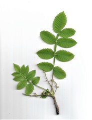 Bursera tomentosa