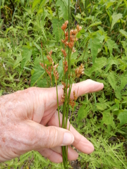 Juncus interior