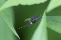 Atalantycha dentigera