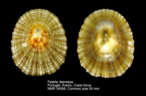 Black-footed Limpet