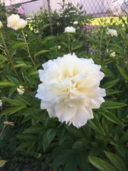 Paeonia lactiflora