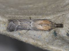 Lipographis truncatella