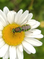 Odontomyia cincta