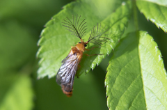 Phengodes plumosa