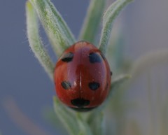 Coccinella difficilis
