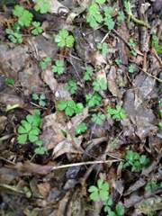 Anemonoides quinquefolia