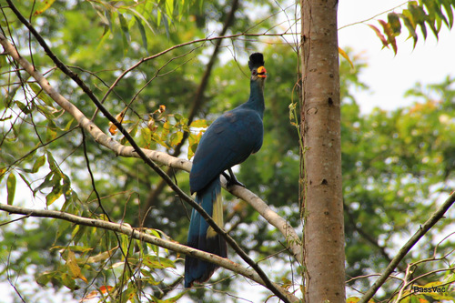 Great Blue Turaco