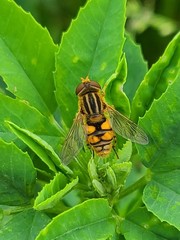 Parhelophilus laetus