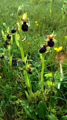 Ophrys sphegodes passionis