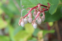 Gaultheria shallon