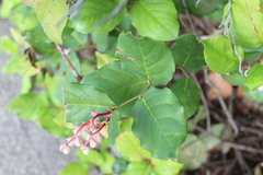 Gaultheria shallon