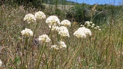 Allium amplectens