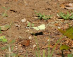 Abaeis salome jamapa