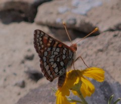 Euphydryas anicia
