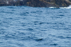 Hydrobates microsoma
