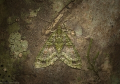 Tympanota perophora