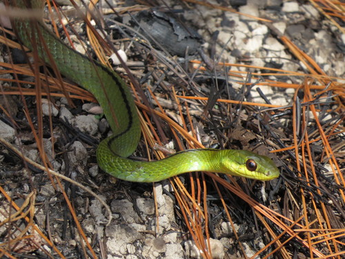 Photo of a Striped Lizard Eater (Mastigodryas dorsalis)