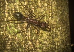 Myrmecia comata