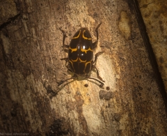 Episcaphula tamburinea