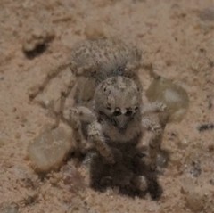 Habronattus amicus