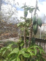 Vasconcellea × pentagona