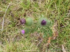 Cirsium vulgare