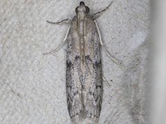 Vitula serratilineella