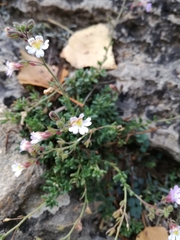 Chaenorhinum origanifolium