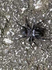 Sphodros niger
