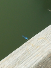 Argia immunda