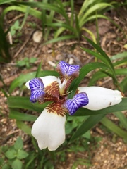Trimezia gracilis