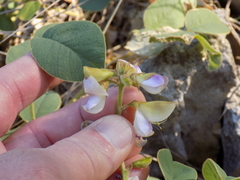 Tephrosia potosina