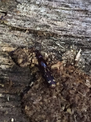 Arrhenodes minutus
