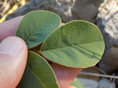 Tephrosia potosina