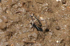 Ellipsoptera hamata