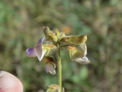 Tephrosia potosina