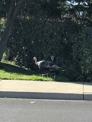 Meleagris gallopavo