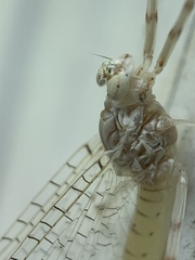 Maccaffertium mediopunctatum arwini