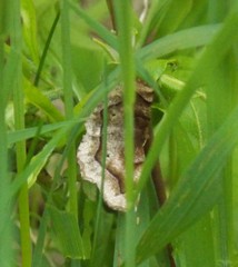 Metarranthis refractaria