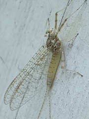 Maccaffertium mediopunctatum arwini