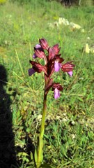 Anacamptis papilionacea papilionacea