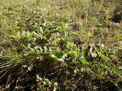 Tephrosia potosina