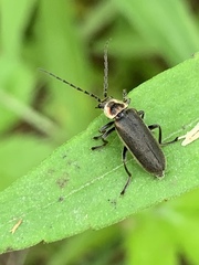 Atalantycha dentigera