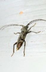 Elaphidion mucronatum