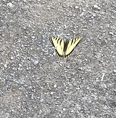 Papilio canadensis