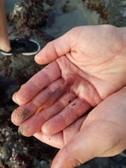 Typhlogobius californiensis