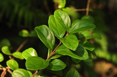 Viburnum suspensum