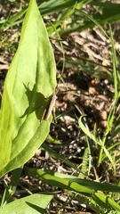 Chloealtis conspersa